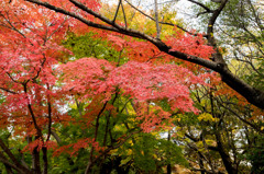 【昭和記念公園(紅葉ピックアップ)】⑥20151115