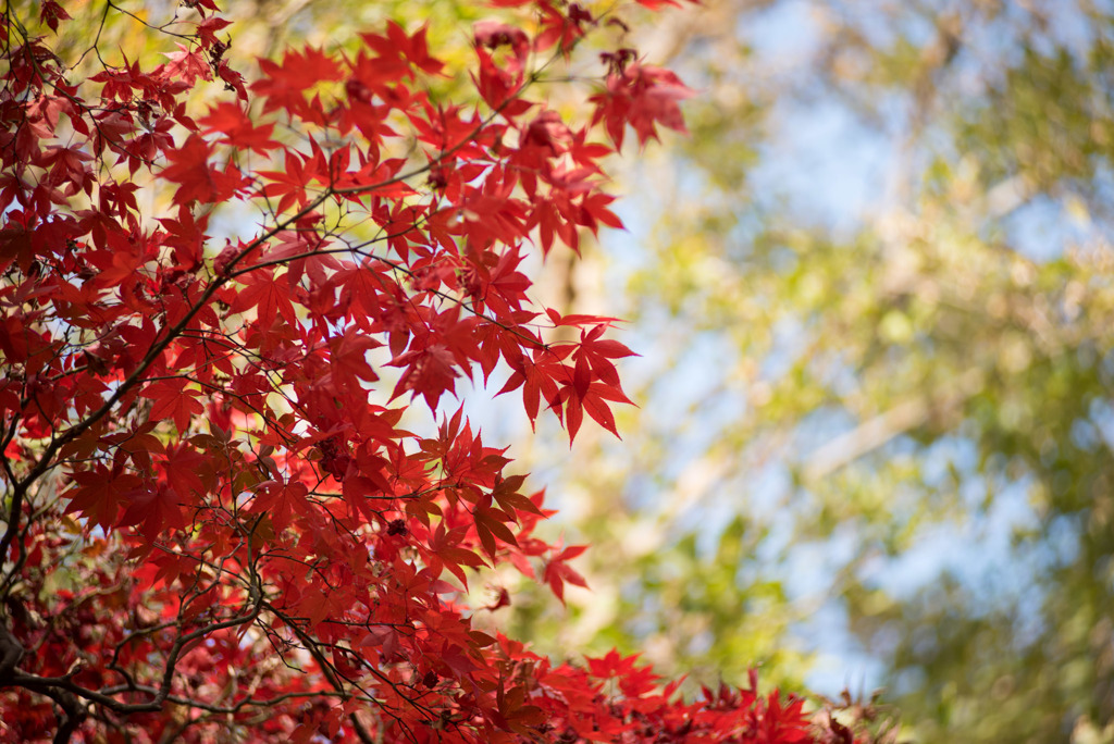神代植物公園【かえで園の紅葉】⑥20181208