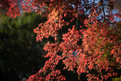 神代植物公園【自由広場：南口付近の紅葉】⑤20231202