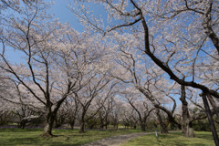 昭和記念公園【桜の園の眺め】①20190406