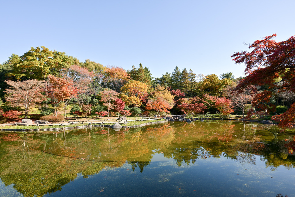 昭和記念公園【日本庭園の紅葉：陽昌・渡月橋付近の眺め】③20251117