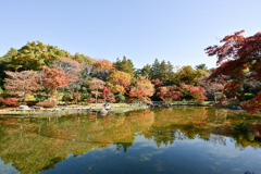 昭和記念公園【日本庭園の紅葉：陽昌・渡月橋付近の眺め】③20251117
