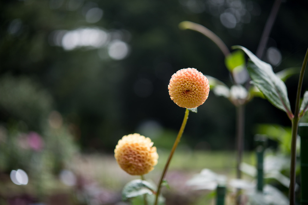神代植物公園【ダリア：グレンバンクハニカム】20190728