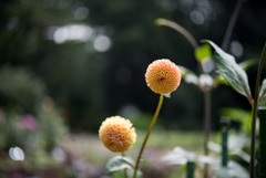 神代植物公園【ダリア：グレンバンクハニカム】20190728