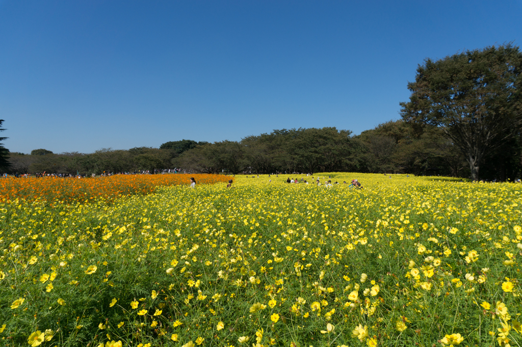 【昭和記念公園(原っぱ東花畑：キバナコスモス)】②20161015