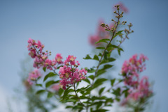 花菜ガーデン【ピンク色の百日紅】②20190818