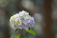 薬師池公園【紫陽花：白系アジサイ】②20180609