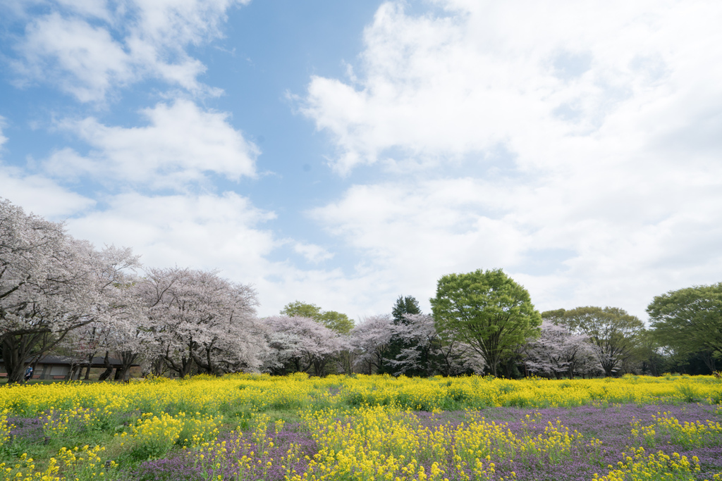 昭和記念公園【桜の園：桜林と菜の花】①20230329