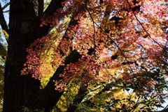 新宿御苑【上の池あたりの紅葉】②20181215