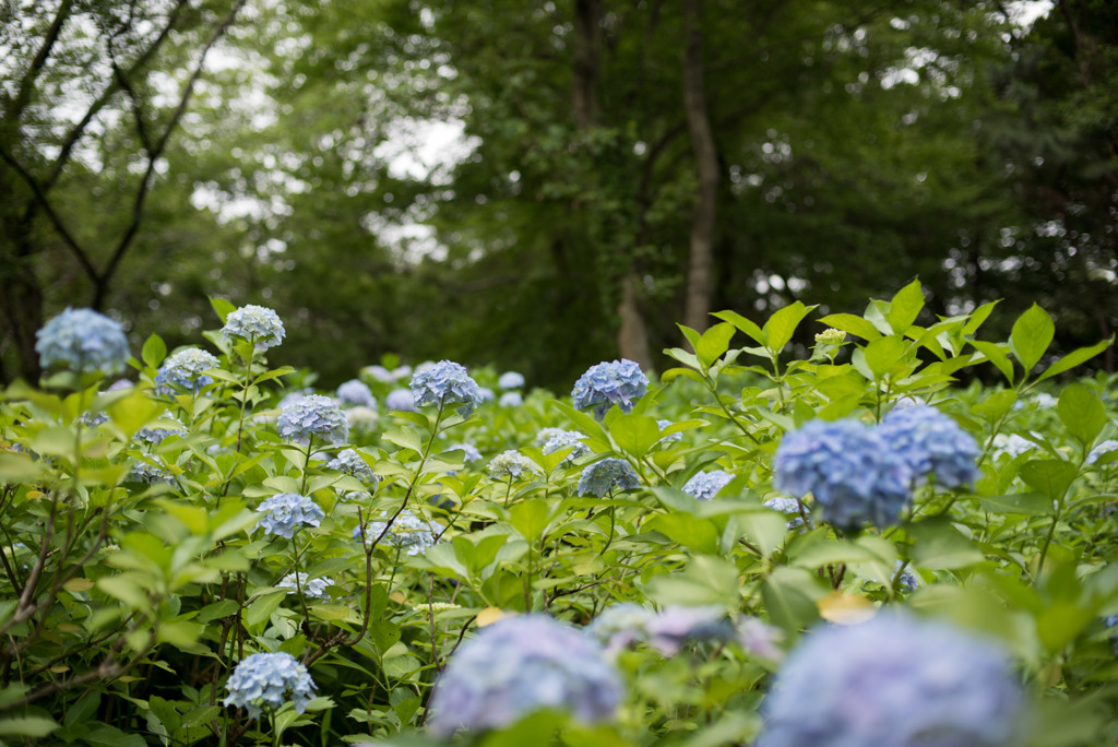 生田緑地【あじさい山の紫陽花】②20190622