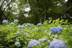 生田緑地【あじさい山の紫陽花】②20190622