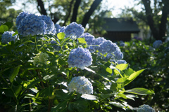 あじさい寺(妙楽寺)【鐘楼の庭の紫陽花】③20220625