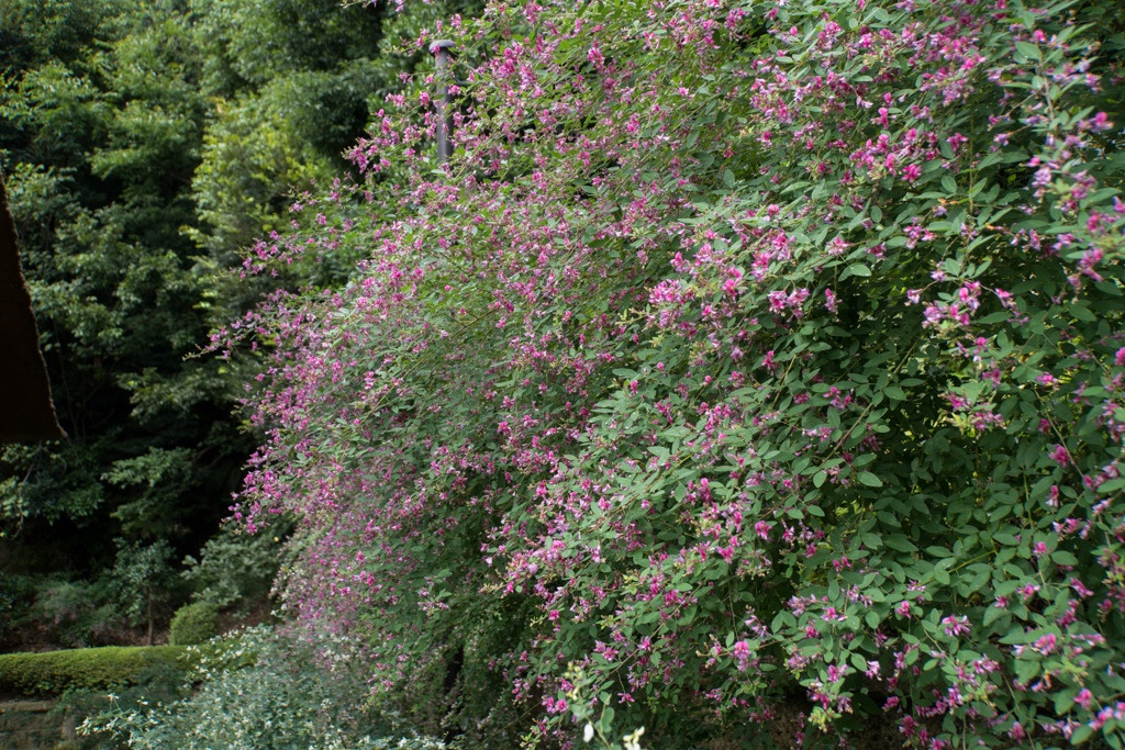 西方寺【萩の花】①20201001