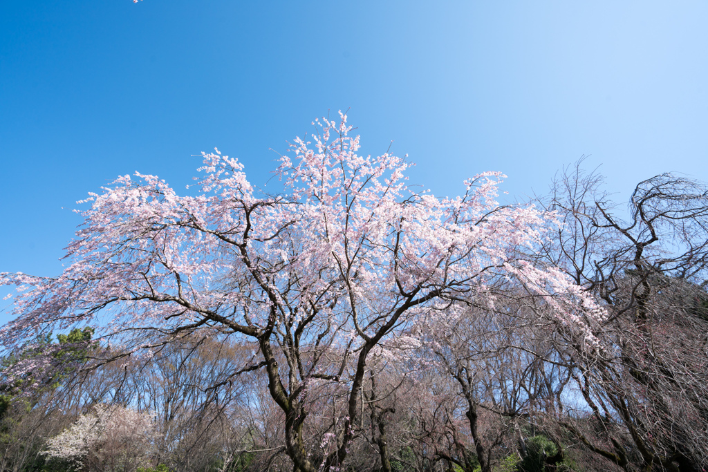 神代植物公園【枝垂れ桜】②20230319