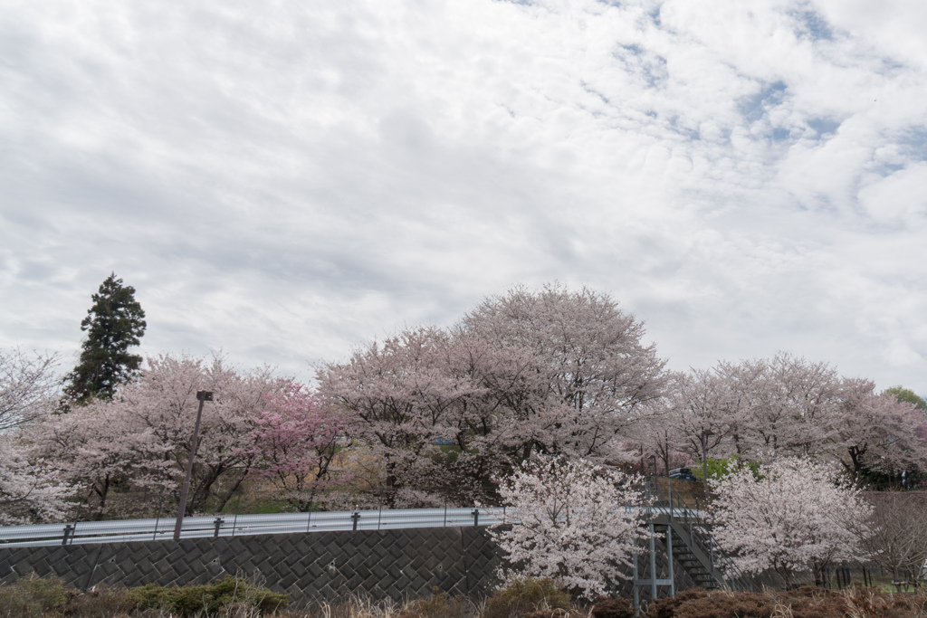 早朝ウォーキング桜巡り【老人保健施設あすなろの桜林】①20230324