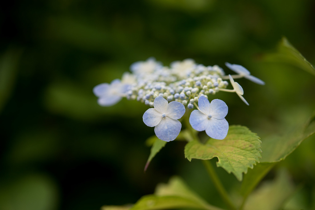 相模原北公園の紫陽花【エゾホシノ】20170618