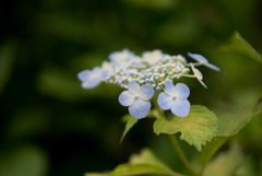 相模原北公園の紫陽花【エゾホシノ】20170618