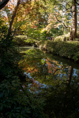 六義園【つつじ茶屋付近のモミジ】①20191130