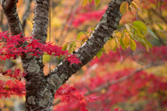 【紅葉(山中湖)】③20151101