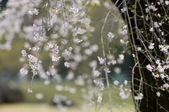 小石川後楽園【馬場桜】③20250326