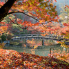 京都の紅葉【永観堂：極楽橋付近】②20201126