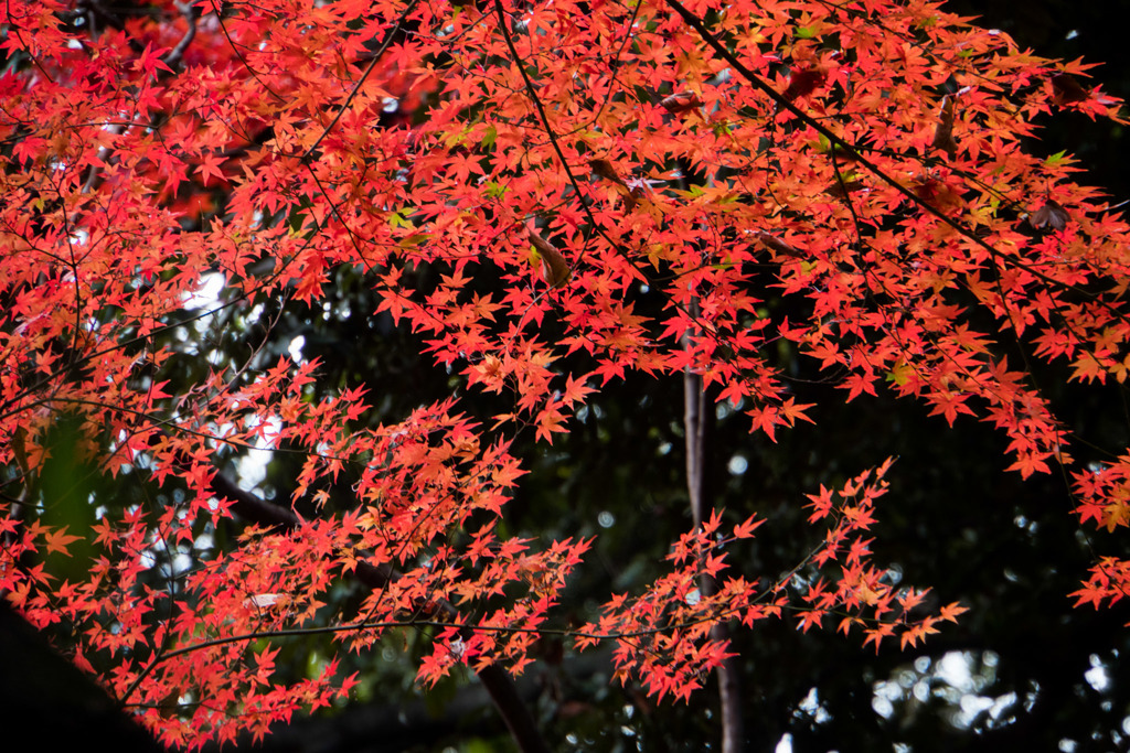 新宿御苑【上の池あたりの紅葉】③20171202