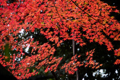 新宿御苑【上の池あたりの紅葉】③20171202