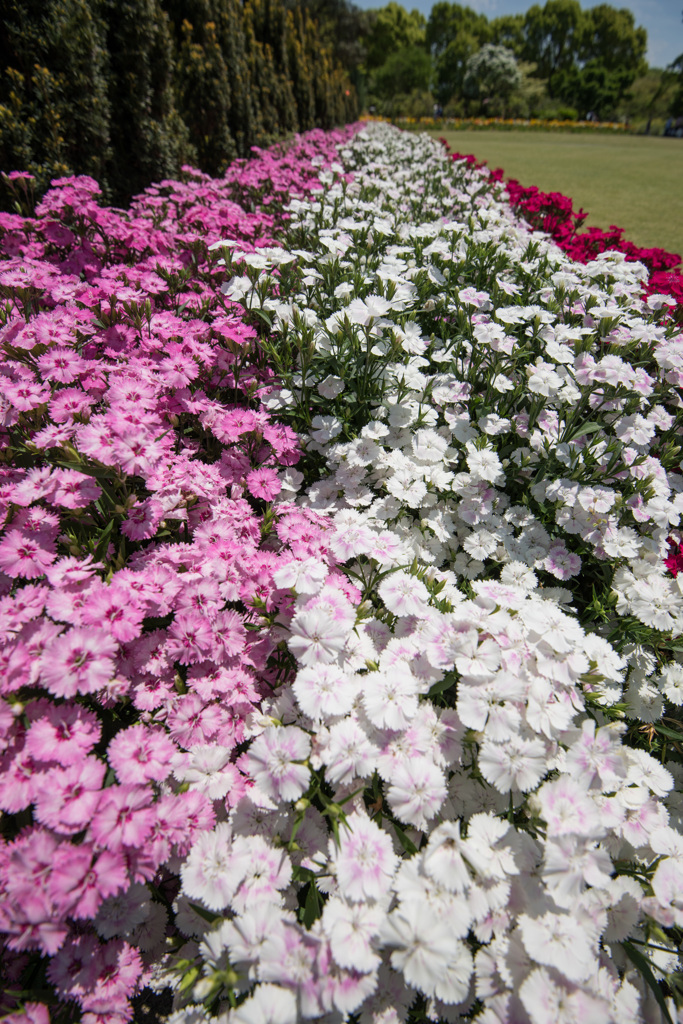 【大船植物園(ナデシコ)】①20150503