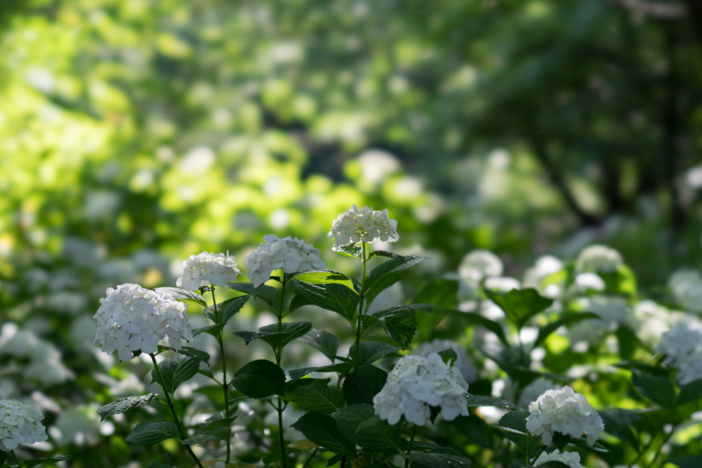 相模原北公園【紫陽花： インマクラータ】①20190616