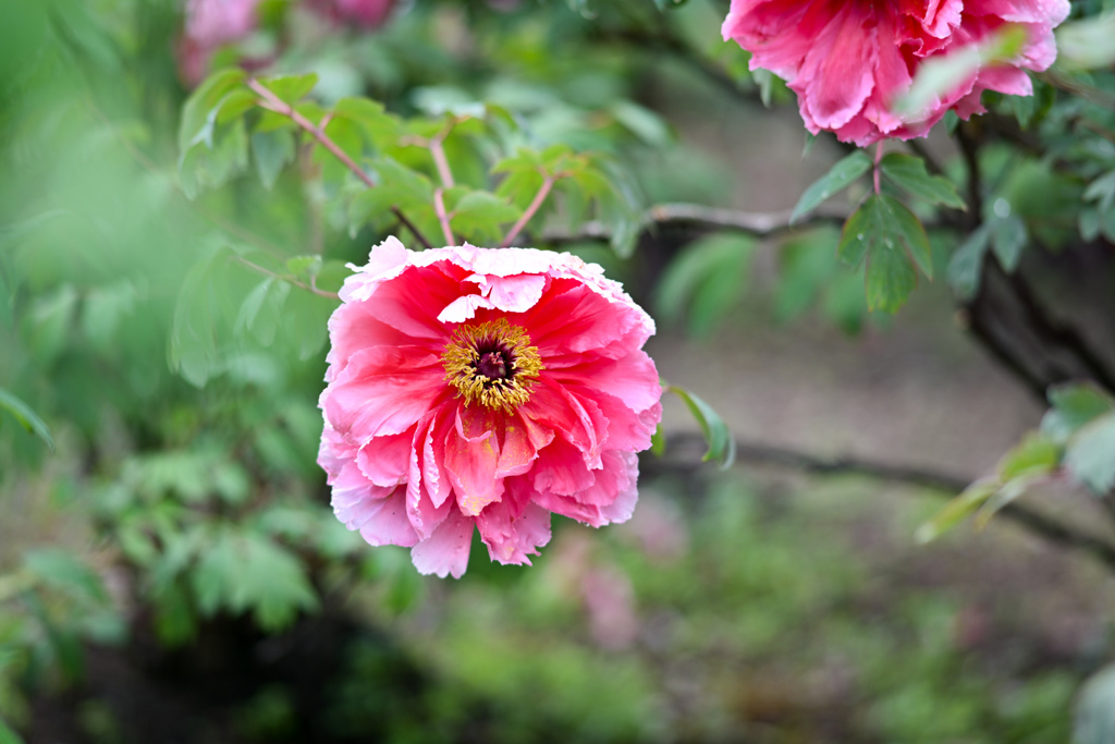 神代植物公園【ボタン：新七福神】②20240425