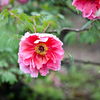 神代植物公園【ボタン：新七福神】②20240425
