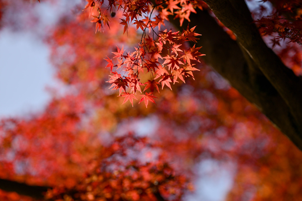 昭和記念公園【日本庭園の紅葉：周遊道沿いの眺め】④20251117