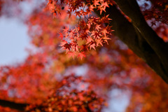 昭和記念公園【日本庭園の紅葉：周遊道沿いの眺め】④20251117