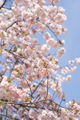 新宿御苑【桜：一葉】③20170416