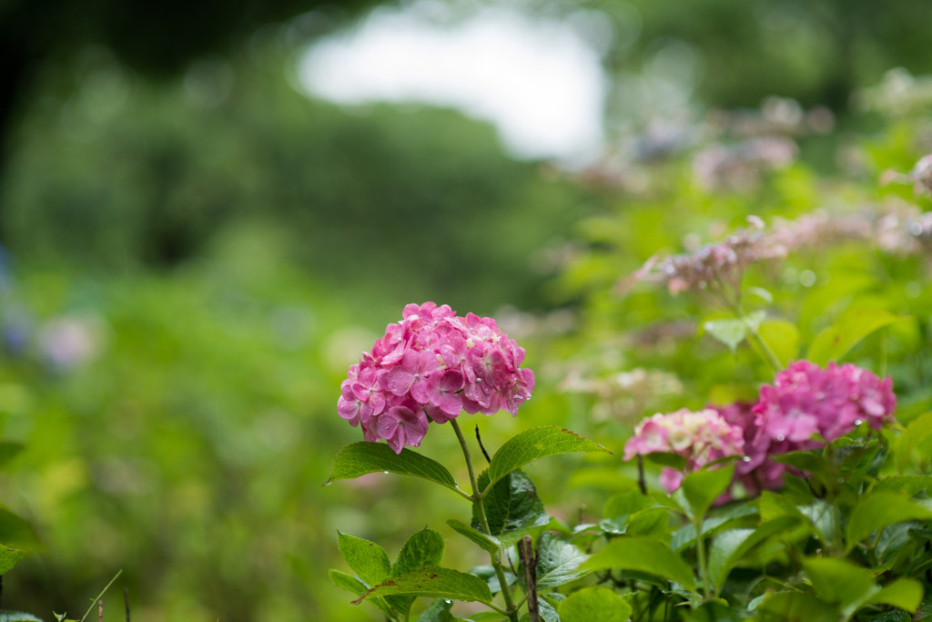 府中市郷土の森【アジサイ】c2、f=2.0_Nikkor_85mm