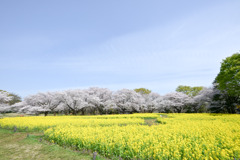 昭和記念公園【花の園（ナノハナとサクラ）】①20250408