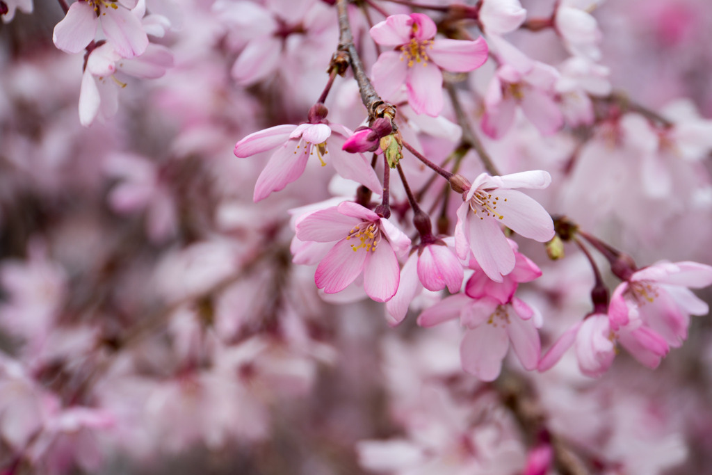 近所の緑道【えだきん商店街の枝垂れ桜】⑤20200328