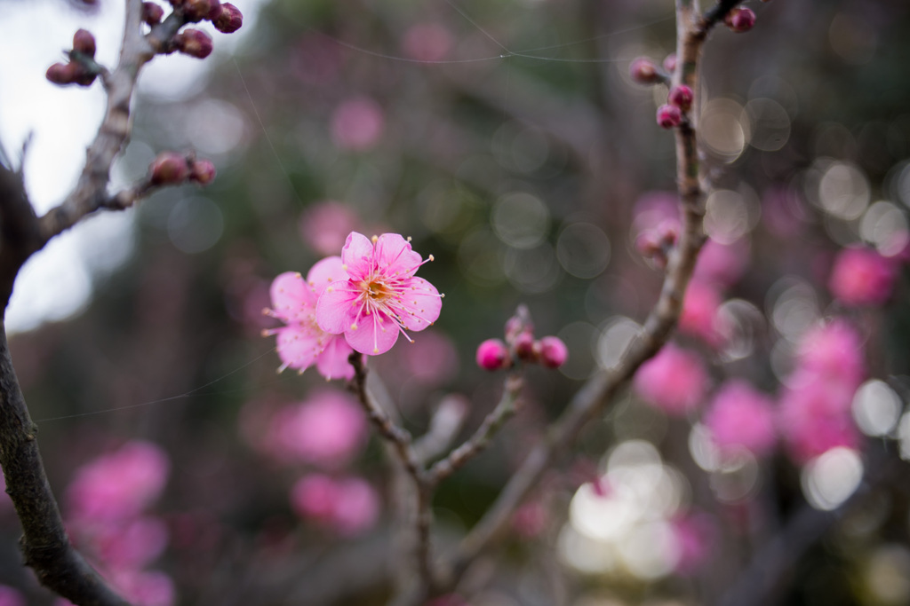 府中市郷土の森【梅の花：佐橋紅】③20210116