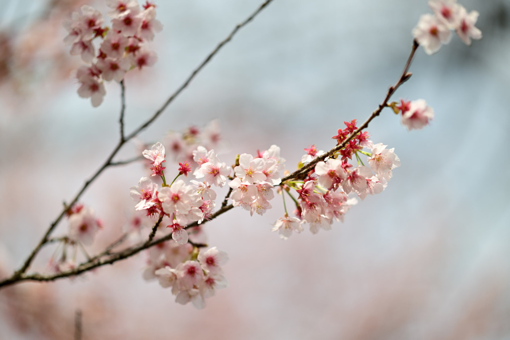 新宿御苑【サクラ：寒桜】20250314