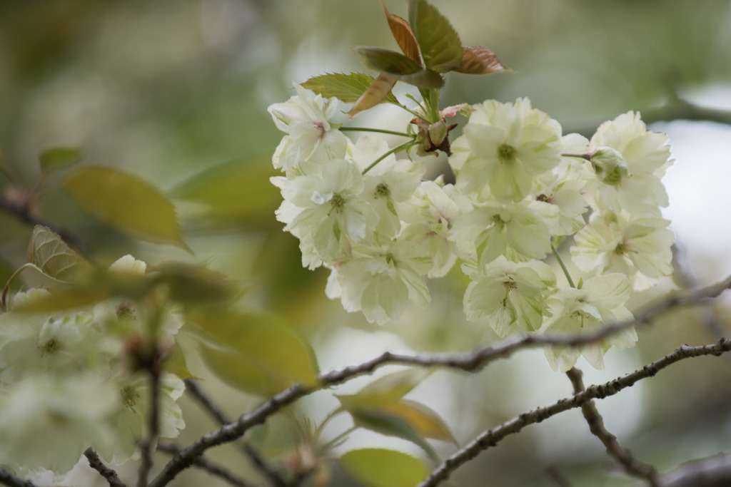 【昭和記念公園(里桜「鬱金～Ukon)】①20160416