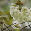 【昭和記念公園(里桜「鬱金～Ukon)】①20160416