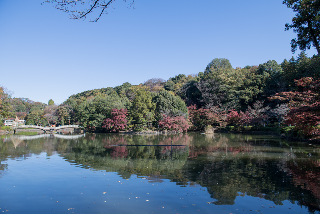 薬師池公園【薬師池と紅葉】①20211113