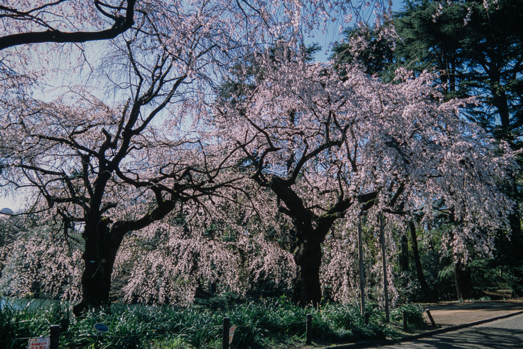 新宿御苑【サクラ：枝垂れ桜】⑤20200320