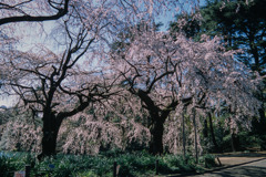 新宿御苑【サクラ：枝垂れ桜】⑤20200320
