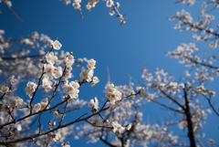 小田原フラワーガーデン【梅：十郎】①20170128