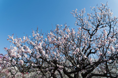 府中市郷土の森【梅：豊後】①20210223