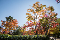 昭和記念公園【日本庭園の紅葉】①20171105
