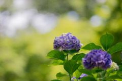 昭和記念公園【紫陽花：紫系アジサイ】20180630