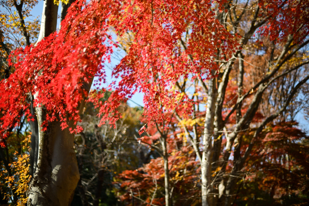 神代植物公園【自由広場(北口の紅葉)】③20251130