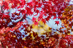 【心行寺裏手沿いの紅葉】③20181125